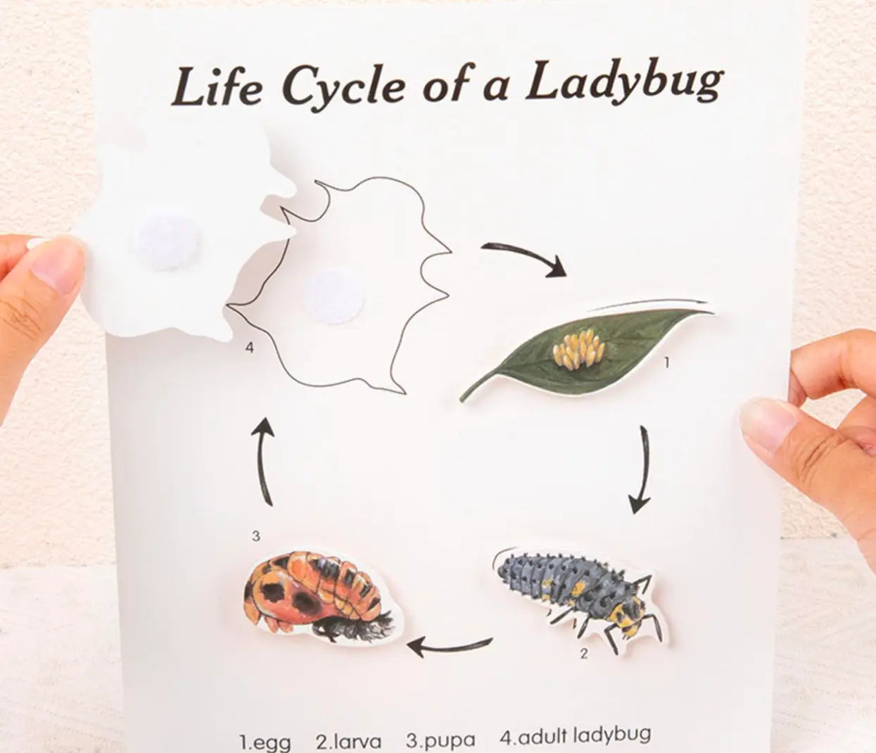 Montessori Wooden Ladybug Math Pairing Set - Little Aron